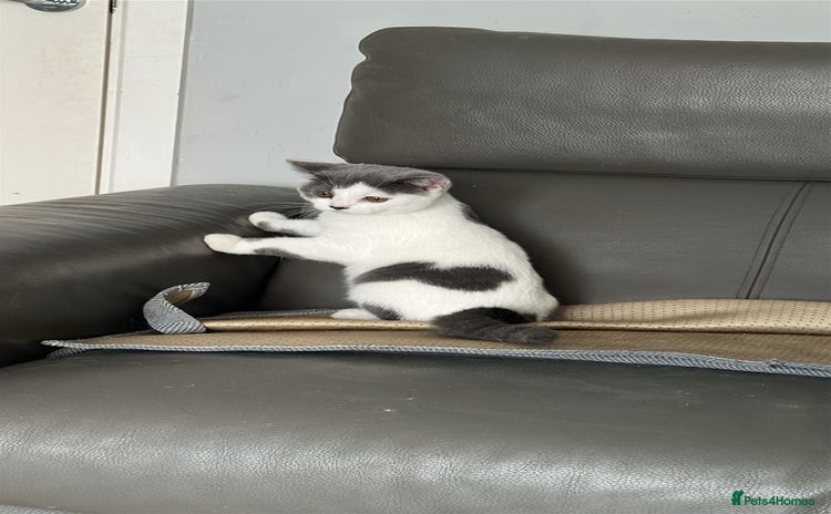 British Shorthair cats - Advert 7