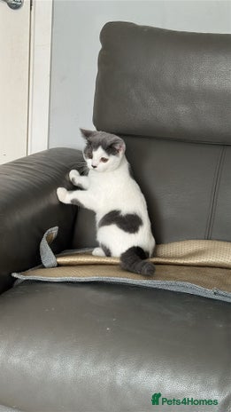 British Shorthair cats - Advert 10