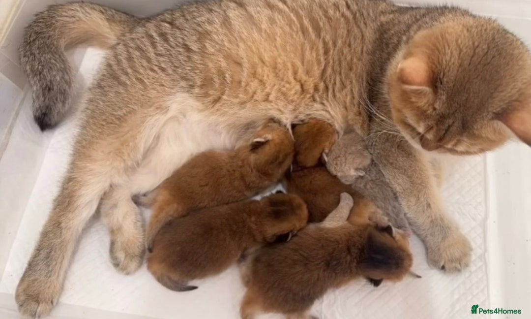 British Shorthair cats for sale: Last beautiful golden girl - Advert 2