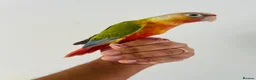 Conures birds for sale: Hand reared conure for sale  - Advert 25