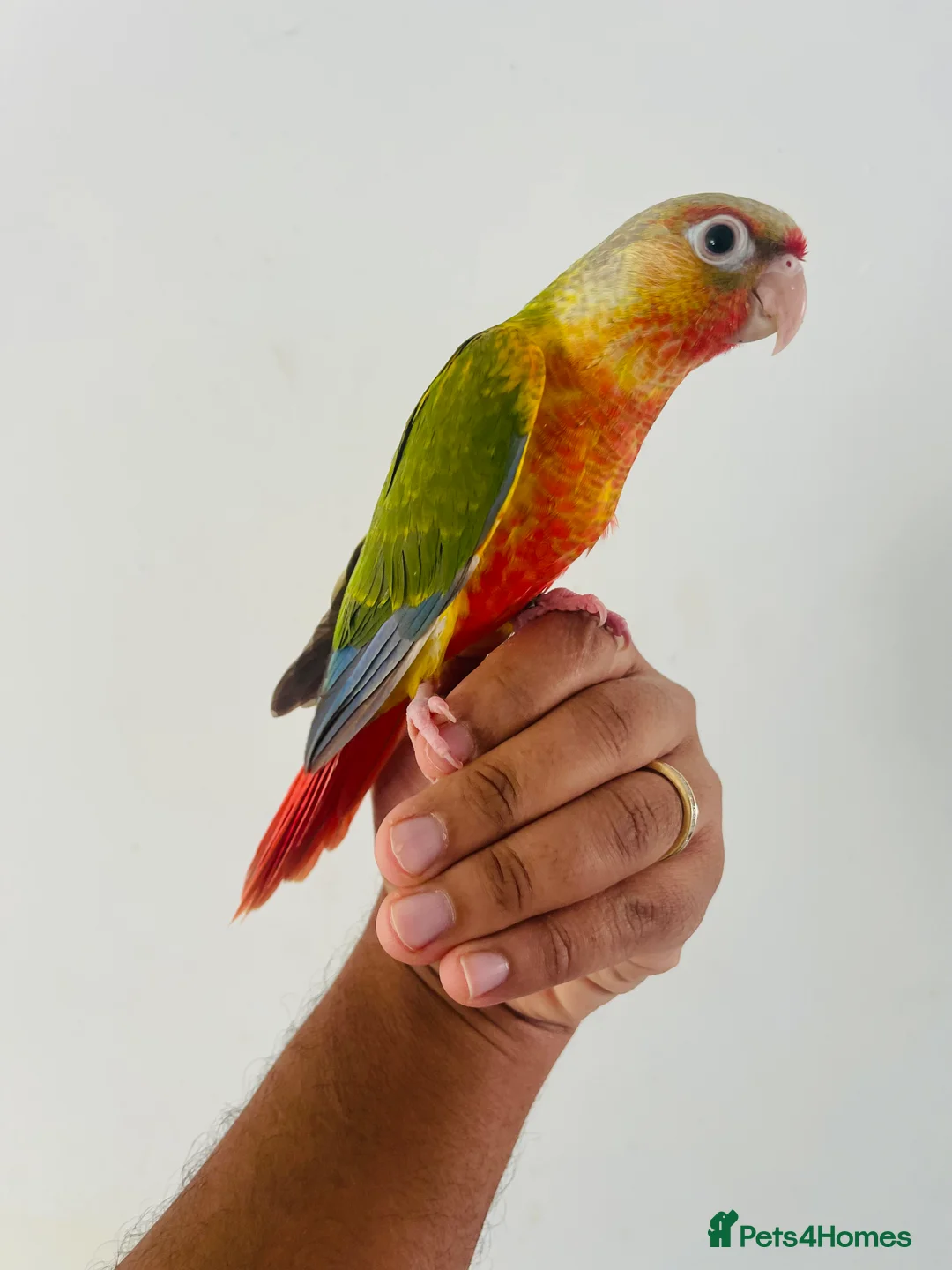 Conures birds for sale: Hand reared conure for sale  - Advert 25