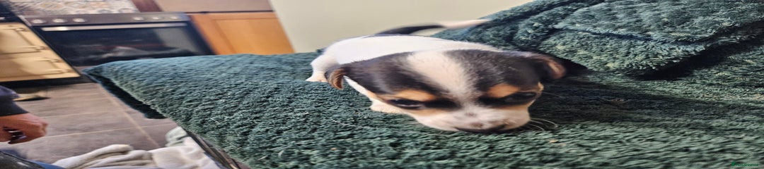 Jack Russell Puppy 3