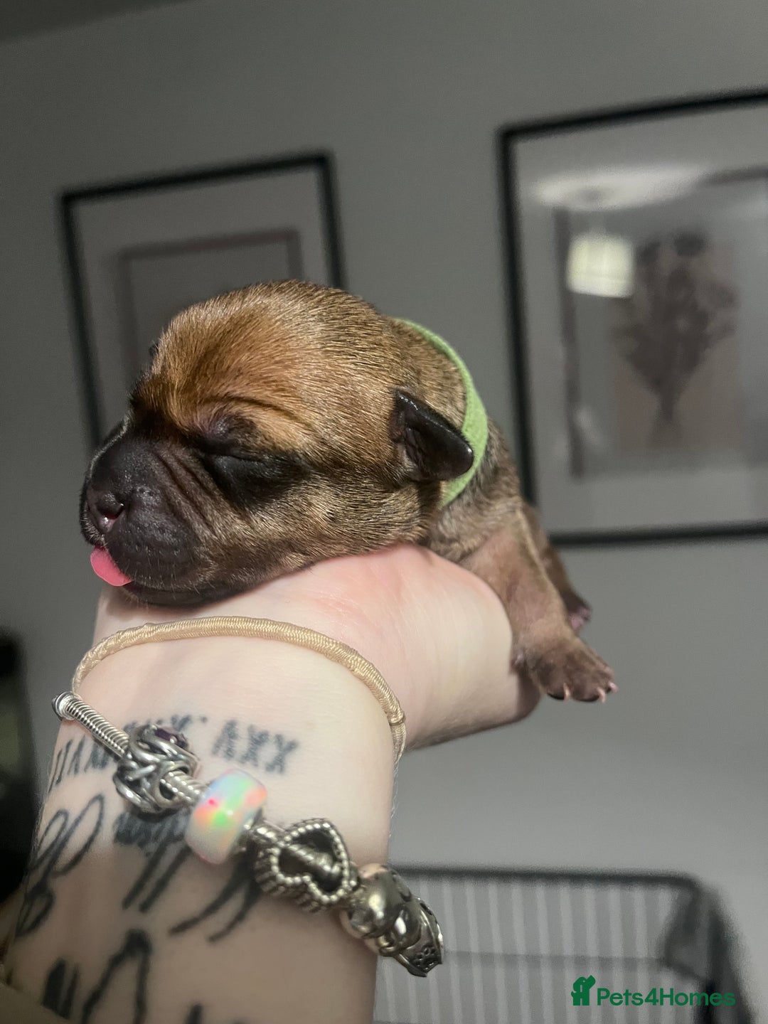 Staffordshire Bull Terrier dogs for sale: Red staffy pups  - Advert 5