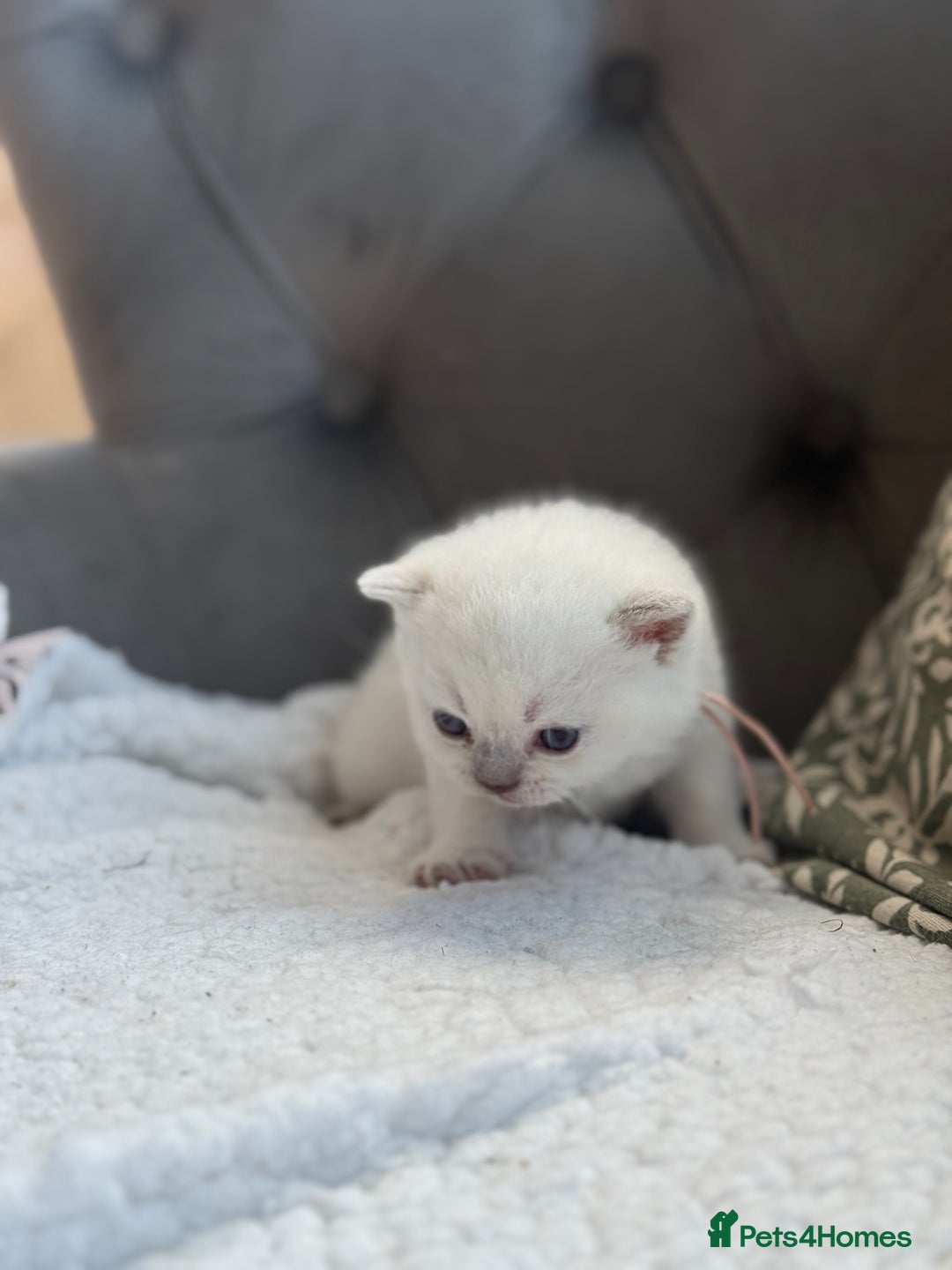 British Shorthair cats for sale: 5 lilac colour point kittens  - Advert 1