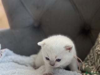 British Shorthair cats 5 lilac colour point kittens - Advert 7