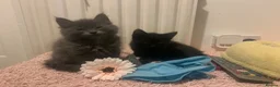 Ragdoll cats for sale: Ragdoll mix  - Advert 4