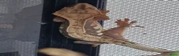 Gecko reptiles for sale: Crested Gecko - collection only - Advert 5