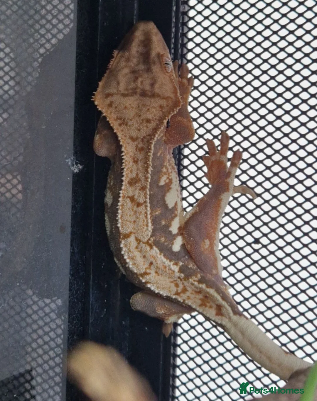 Gecko reptiles for sale: Crested Gecko - collection only - Advert 5