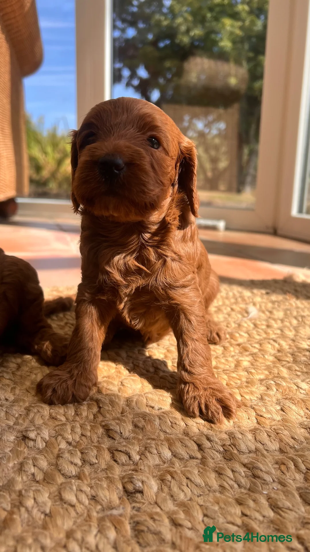 Cockapoo dogs for sale: Outstanding cockapoo puppies  - Advert 1