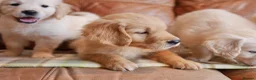 Golden Retriever dogs for sale: Quality Health Tested Golden Retriever Puppies - Advert 6