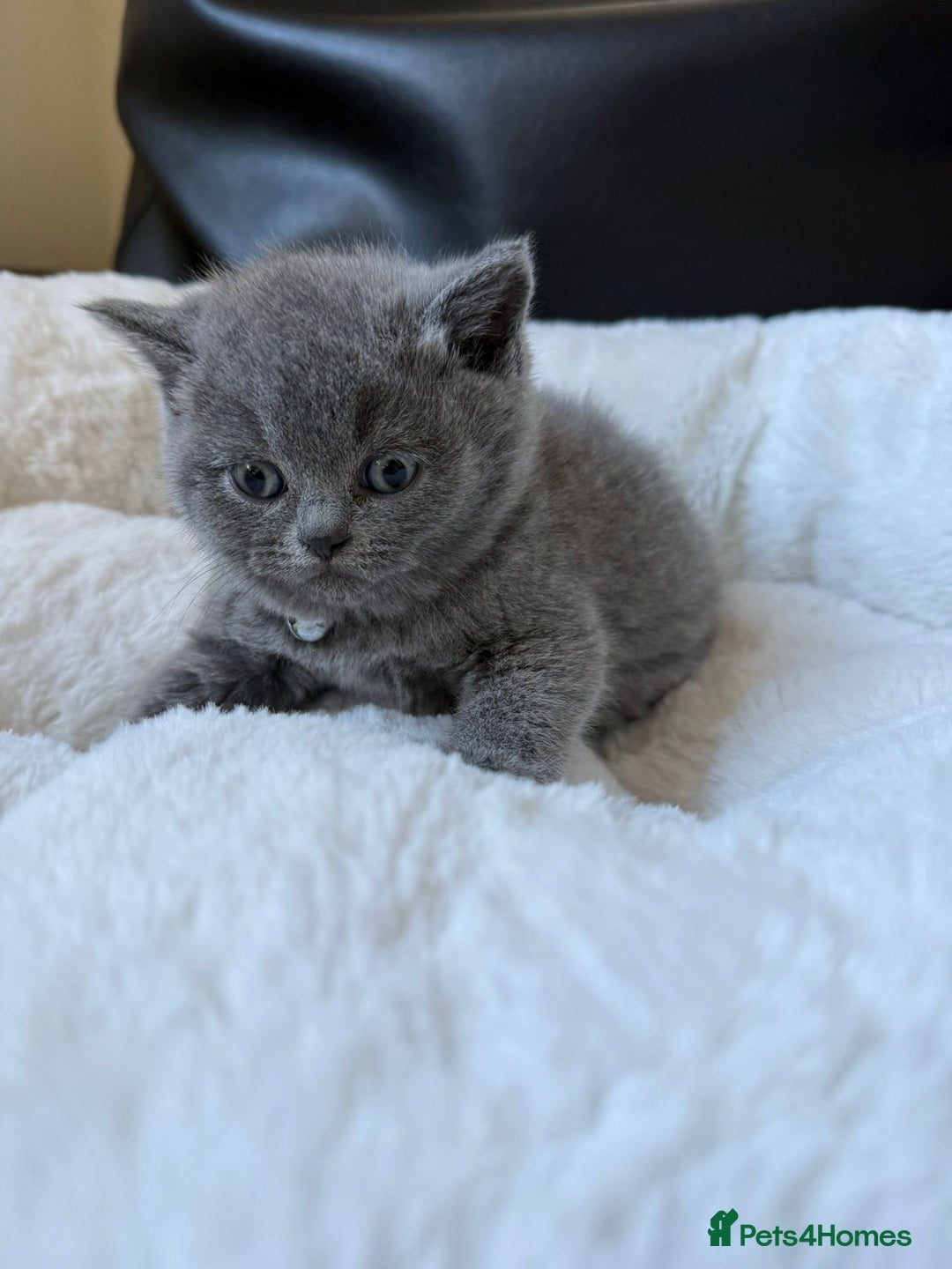 British Shorthair cats for sale: 5 beautiful British Shorthair Girls for sale - Advert 10