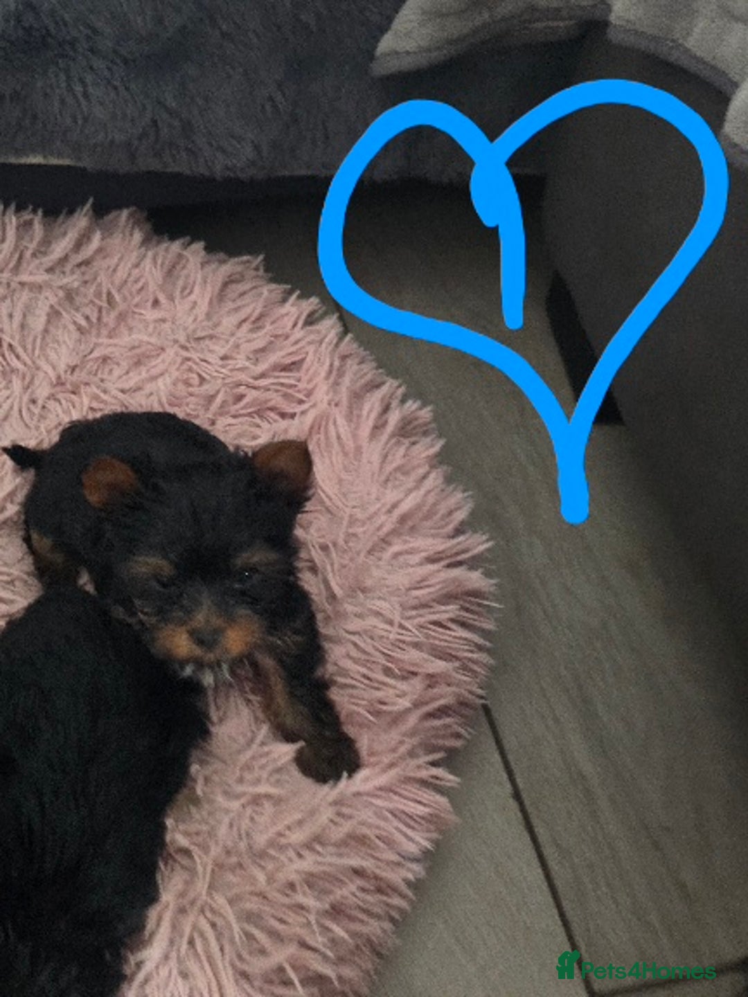 Yorkshire Terrier dogs for sale: Tiny gorgeous baby boys - Image 12