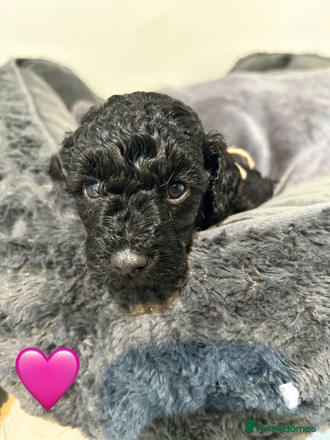 Cockapoo dogs for sale: 1💙 6🩷 F1B Cockerpoo’s  - Image 7