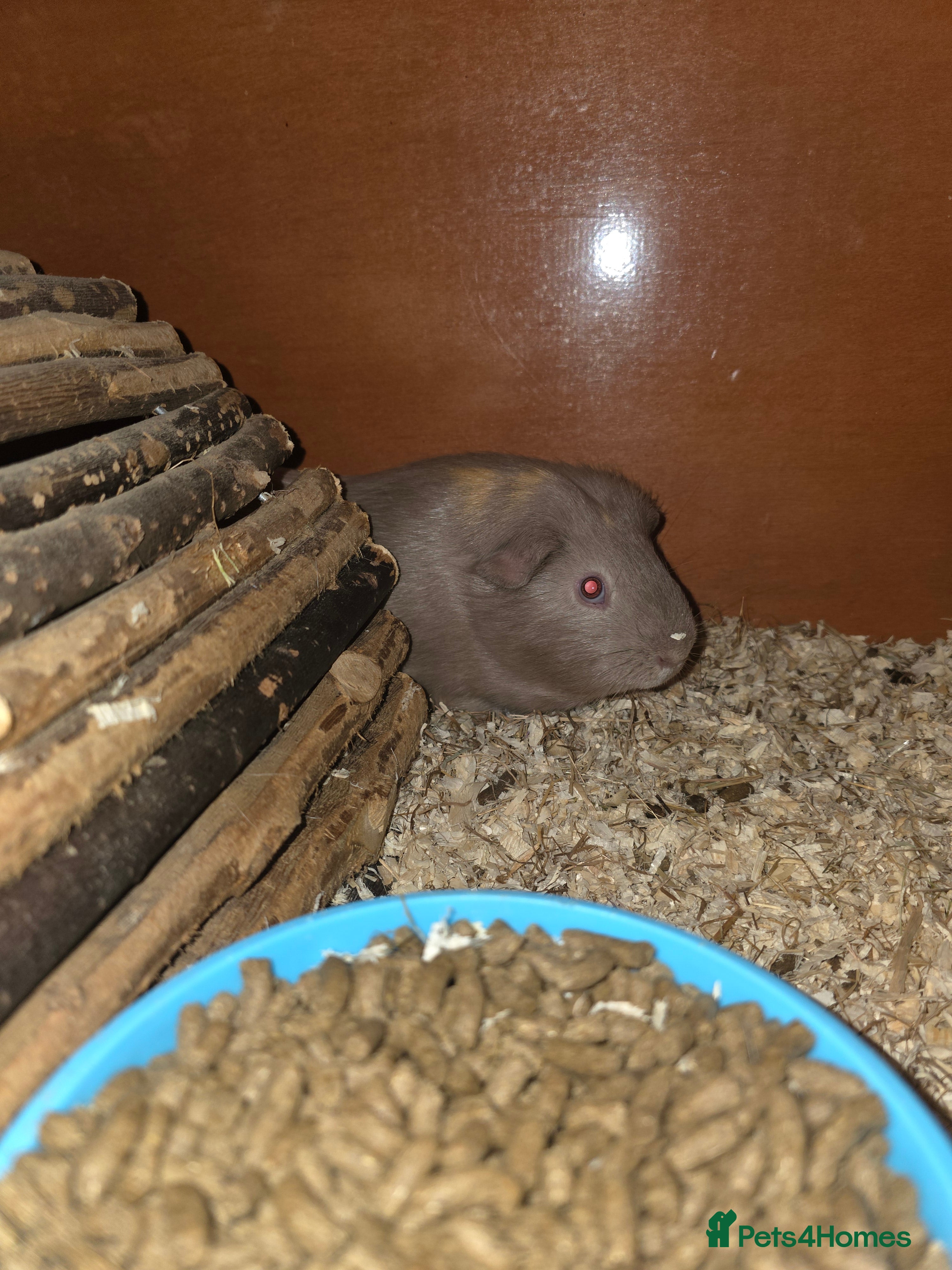 Guinea Pig rodents 2 males left - Advert 18