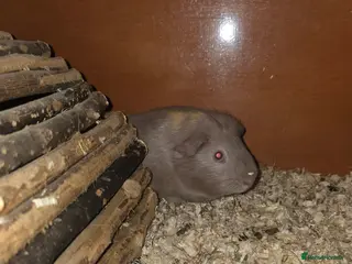 Guinea Pig rodents 2 males left - Advert 18