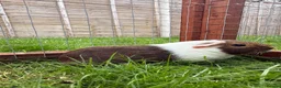 Guinea Pig rodents for sale: Female baby guinea pig! - Advert 5