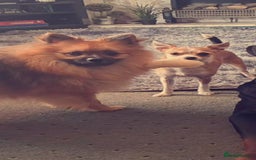 Pomchi dogs for sale: beautiful 5week old pomchi girl puppy  - Image 4