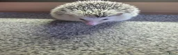 Mixed Breed reptiles for sale: African pygmy hedgehog - Advert 2