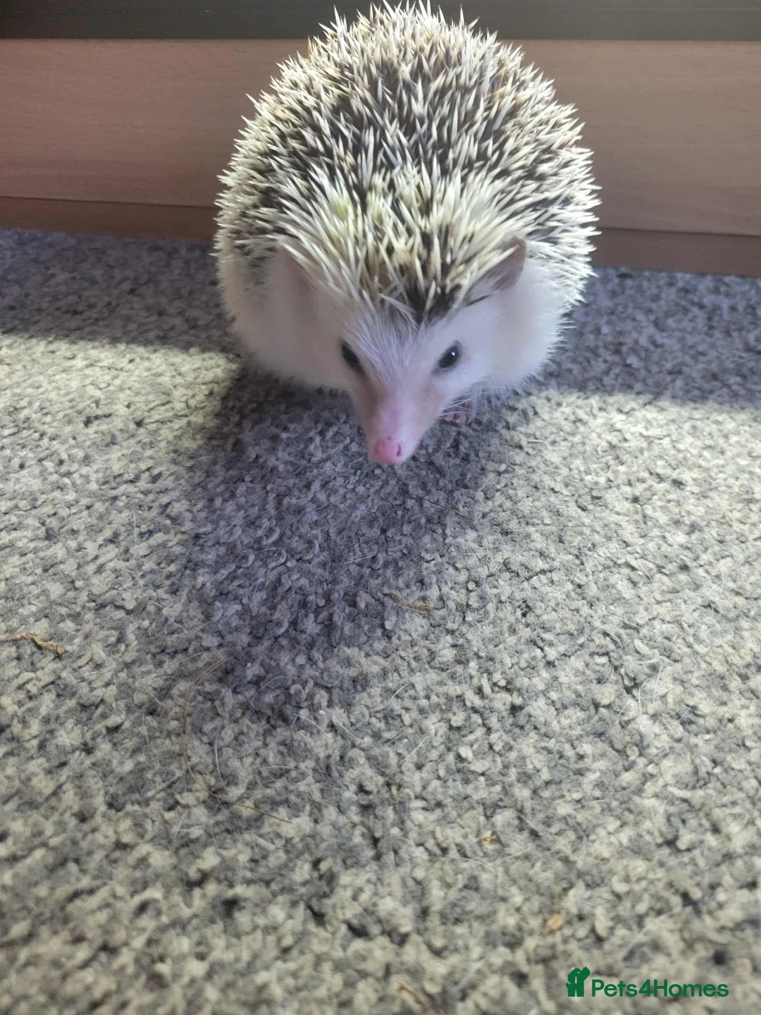 Mixed Breed reptiles for sale: African pygmy hedgehog - Advert 2