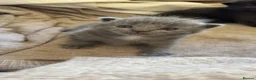 British Shorthair cats for sale: 3 beautiful kittens for sale - Advert 6