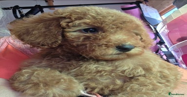 Miniature Poodle dogs - Advert 7