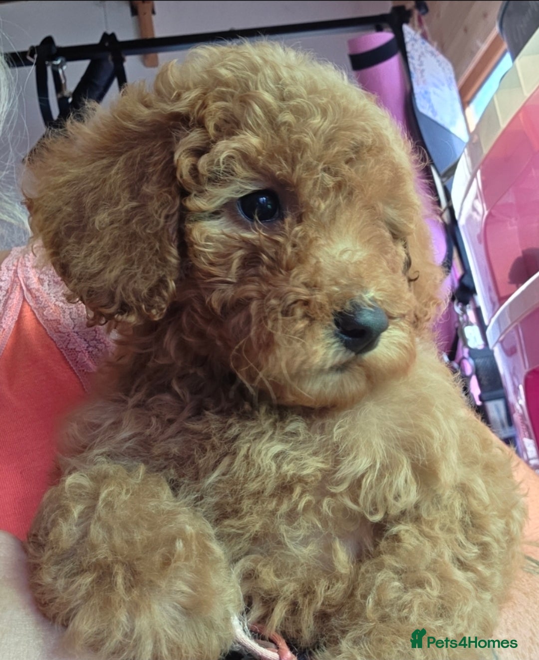 Miniature Poodle dogs for sale: MINIATURE POODLE PUPPIES - Image 1