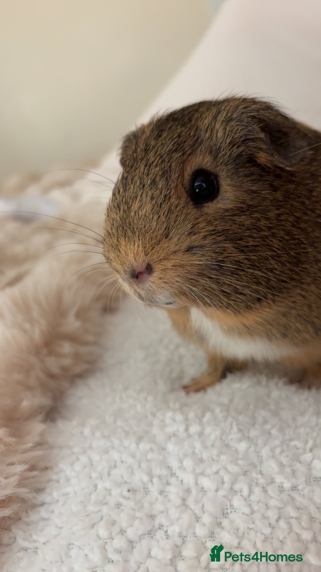 Guinea Pig rodents for sale: Two male bonded Guinea Pigs - Advert 3
