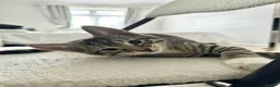 Abyssinian cats for sale: 2/6 LEFT - Abyssinian Tabby Kittens!!! - Advert 5