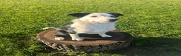 Border Collie dogs for sale: Border collie pip in Lutterworth - Advert 4