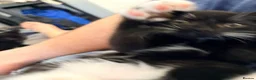 British Shorthair cats for sale: 7 fluffy kittens  - Advert 8