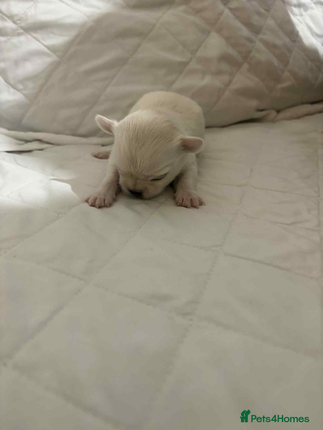 Chihuahua dogs for sale: Very rare long chihuahua for sale  - Advert 2