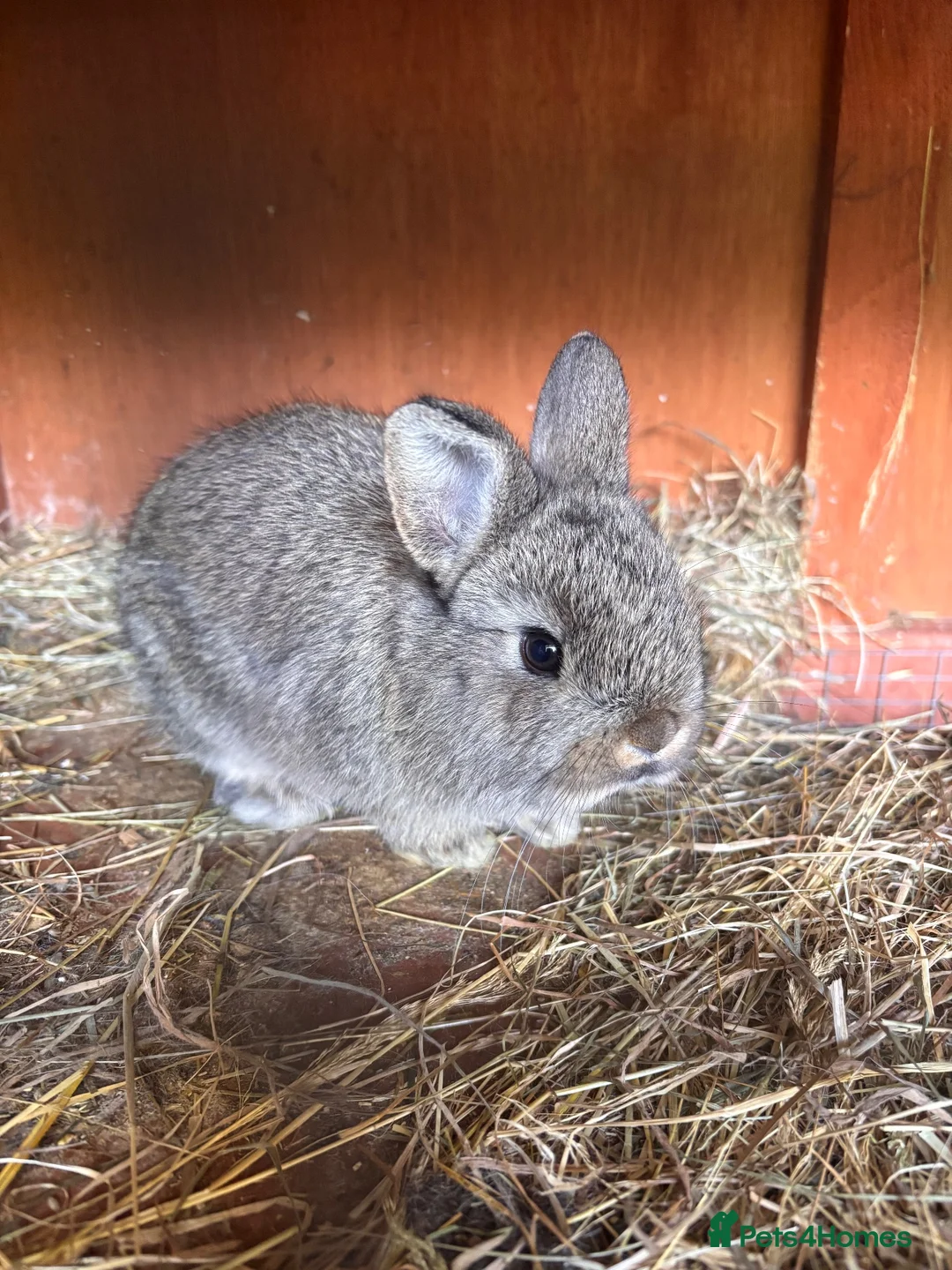 Mini Lop rabbits for sale: Two Mini Lop Girls Ready To Go Now - Advert 2