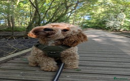 Cockapoo dogs for sale: Digby Doggy! Cockapoo For Sale! - Image 1