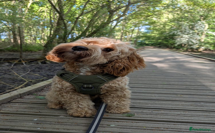 Cockapoo dogs - Advert 5