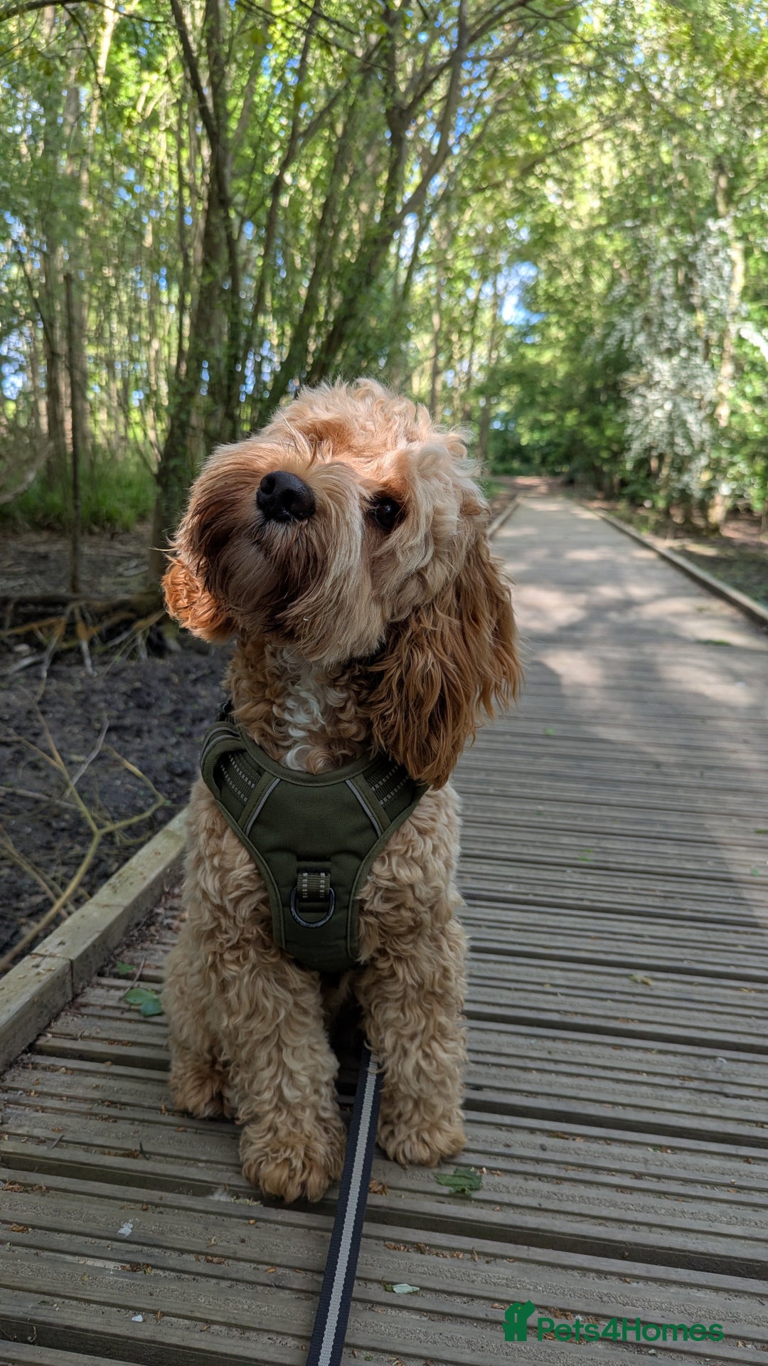 Cockapoo dogs for sale: Digby Doggy! Cockapoo For Sale! - Image 1