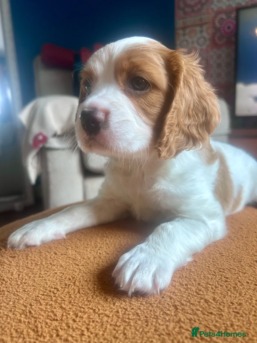 Cockalier dogs for sale: Cavalier King Charles X Cocker Spaniel - Advert 2