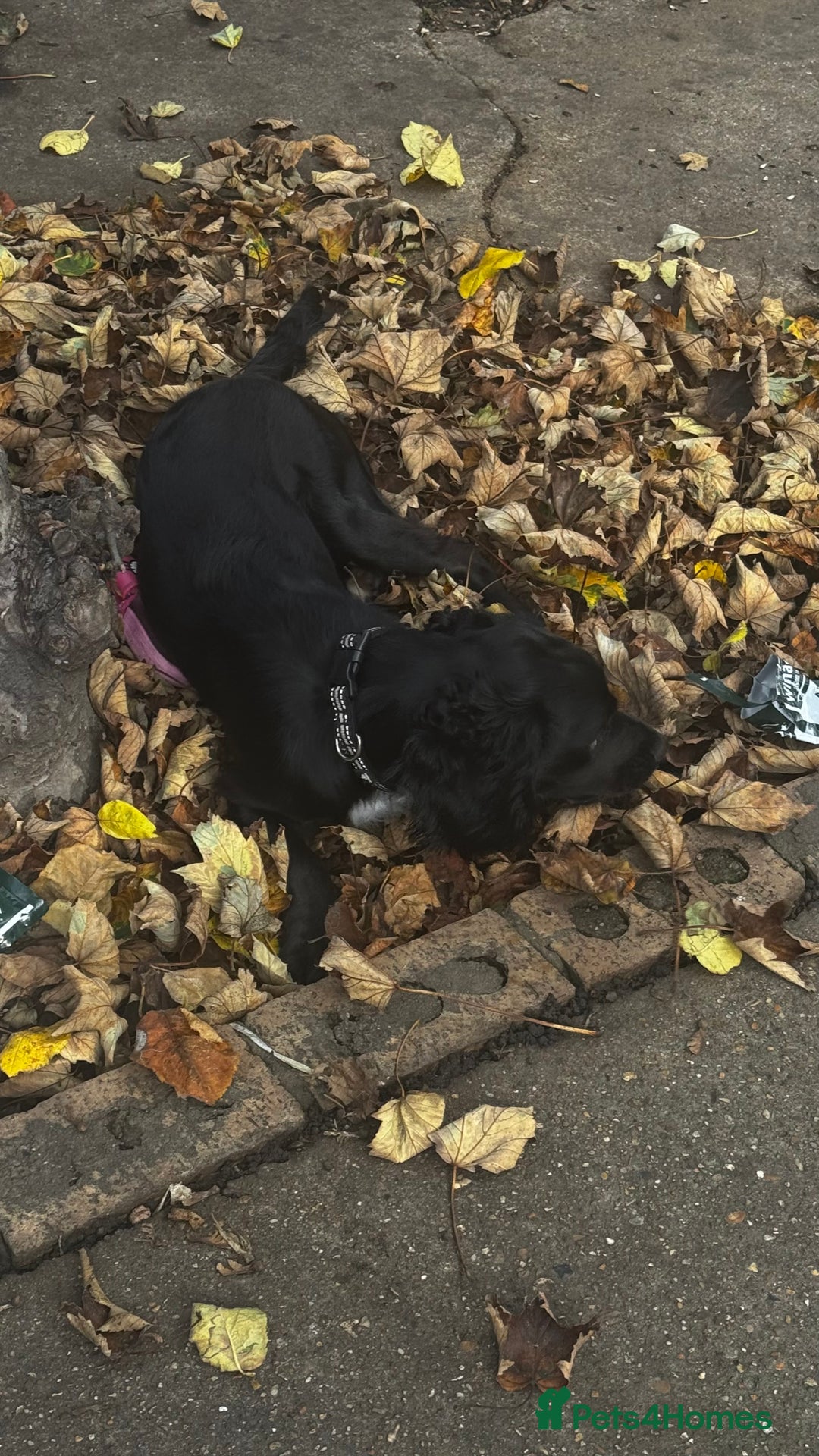Cocker Spaniel dogs for sale: Beautiful female dog, well trained,family friendly - Advert 2