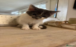 Russian Blue cats for sale: 2 blue and white long haired kittens  - Image 7