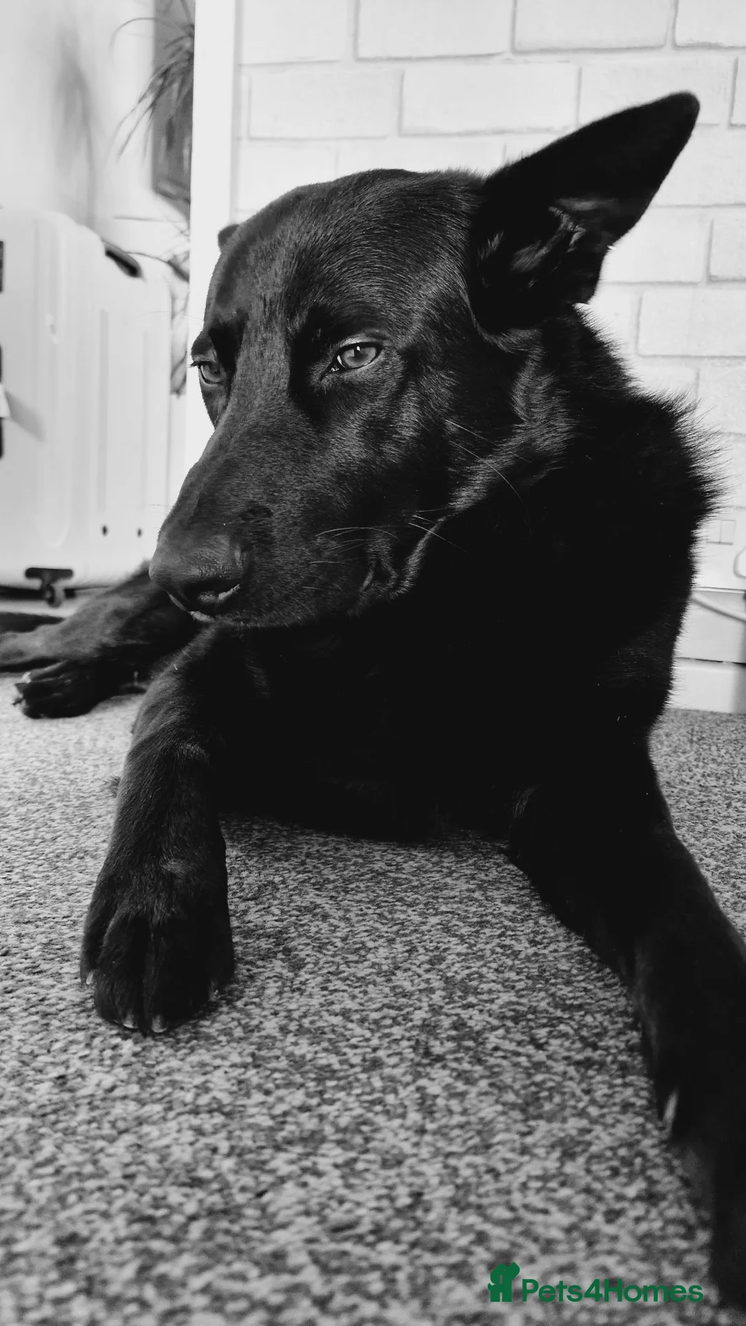 German Shepherd dogs for sale: Shadow  in Eastbourne - Advert 5