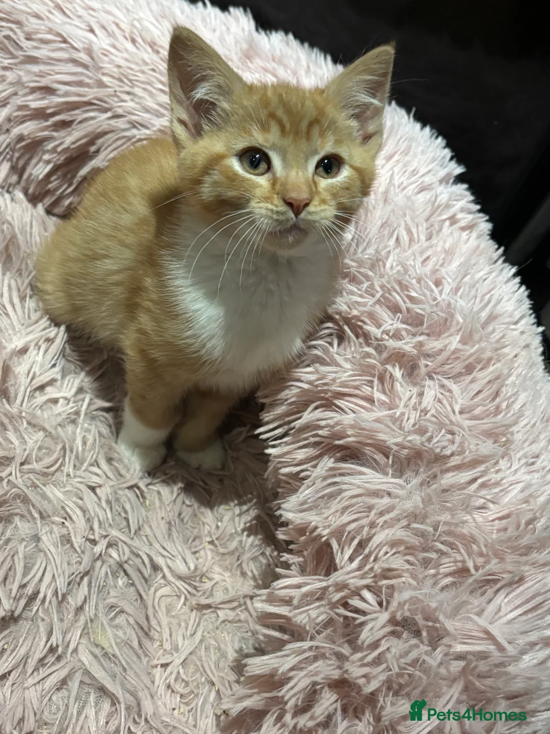 Mixed Breed cats for sale: Maine coon cross kittens ***ONLY ONE BOY LEFT!* - Advert 2