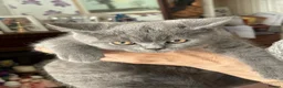 British Shorthair cats for sale: Beautiful kittens  - Advert 7