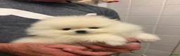 Pomeranian dogs for sale: Beautiful White/Cream Pomeranian Puppies - Advert 3