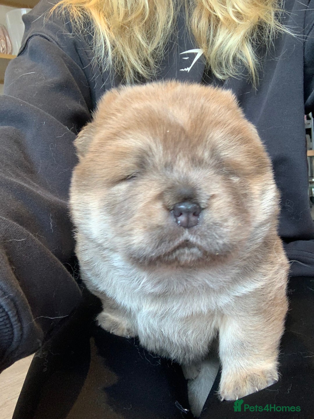 Chow Chow dogs for sale: Stunning male kc chow chow  - Advert 10