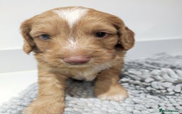 Cockapoo dogs for sale: Gorgeous F2 Cockapoo Puppies Available  - Image 2