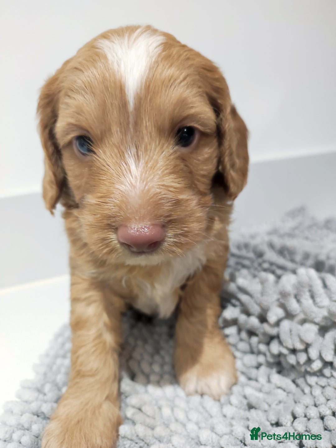 Cockapoo dogs for sale: Gorgeous F2 Cockapoo Puppies Available  - Image 2