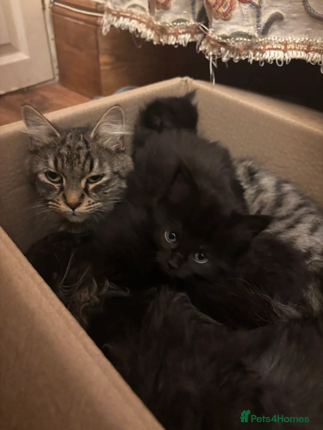 Norwegian Forest Cat cats for sale: Adorable Norwegian forest kittens for sale  - Advert 14