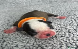 Boston Terrier dogs for sale: 🌟High Quality chunky KC Boston Terrier Puppies🌟 - Image 3