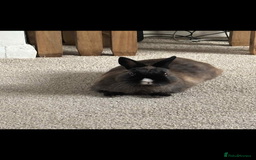 Netherland Dwarf rabbits for sale: 3 year old dwarf rabbit  - Image 2