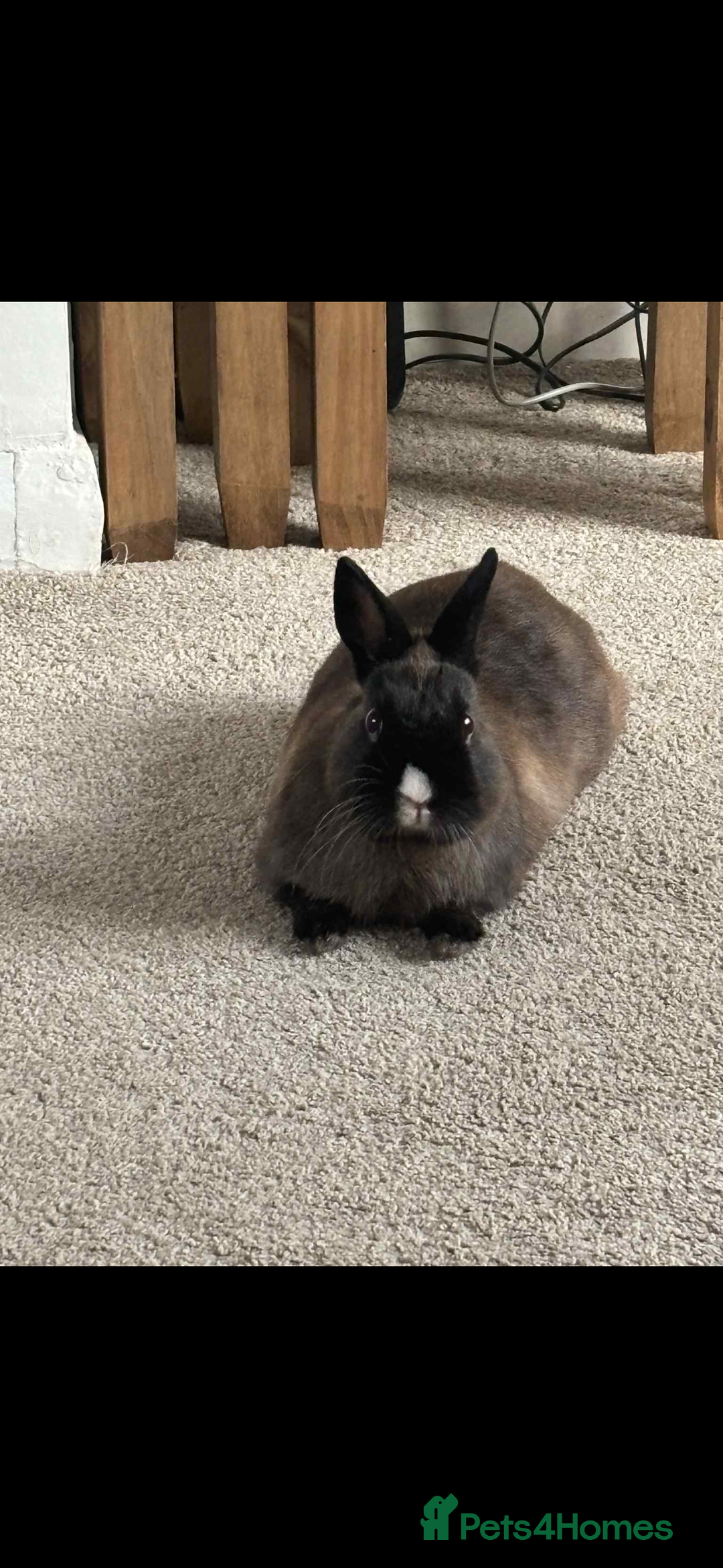 Netherland Dwarf rabbits for sale: 3 year old dwarf rabbit  - Image 2