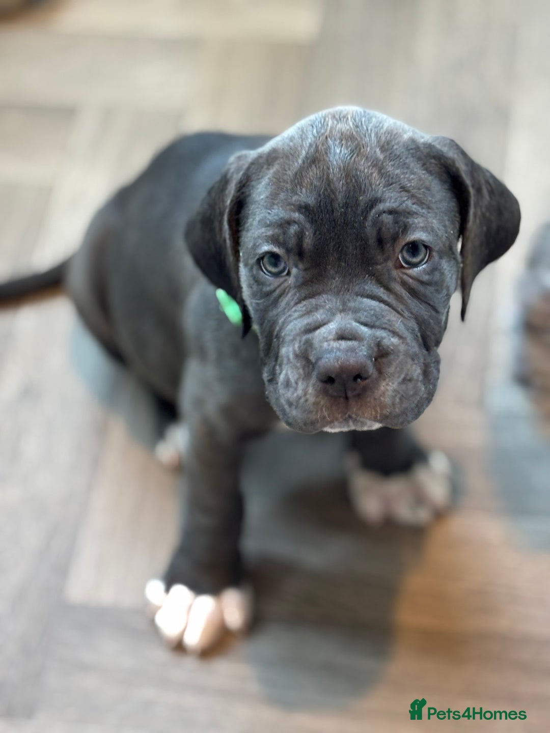 Neapolitan Mastiff dogs for sale: Mastiffs - Advert 11